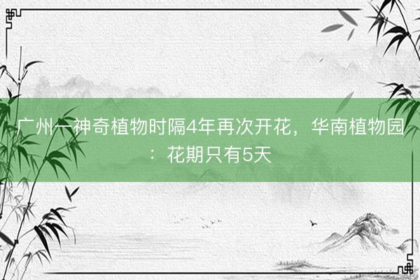 广州一神奇植物时隔4年再次开花，华南植物园：花期只有5天